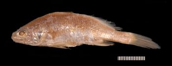 Media type: image;   Ichthyology 4583 Description: photograph;  Aspect: lateral